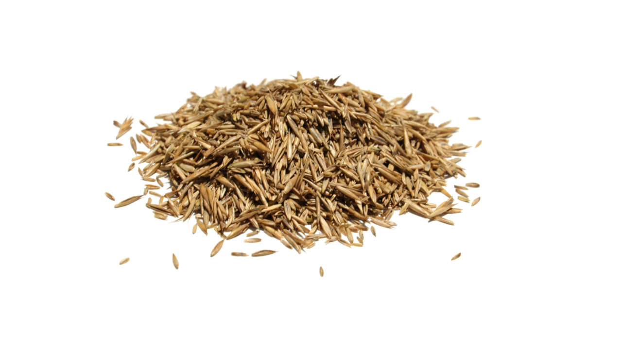 Seeds in pile