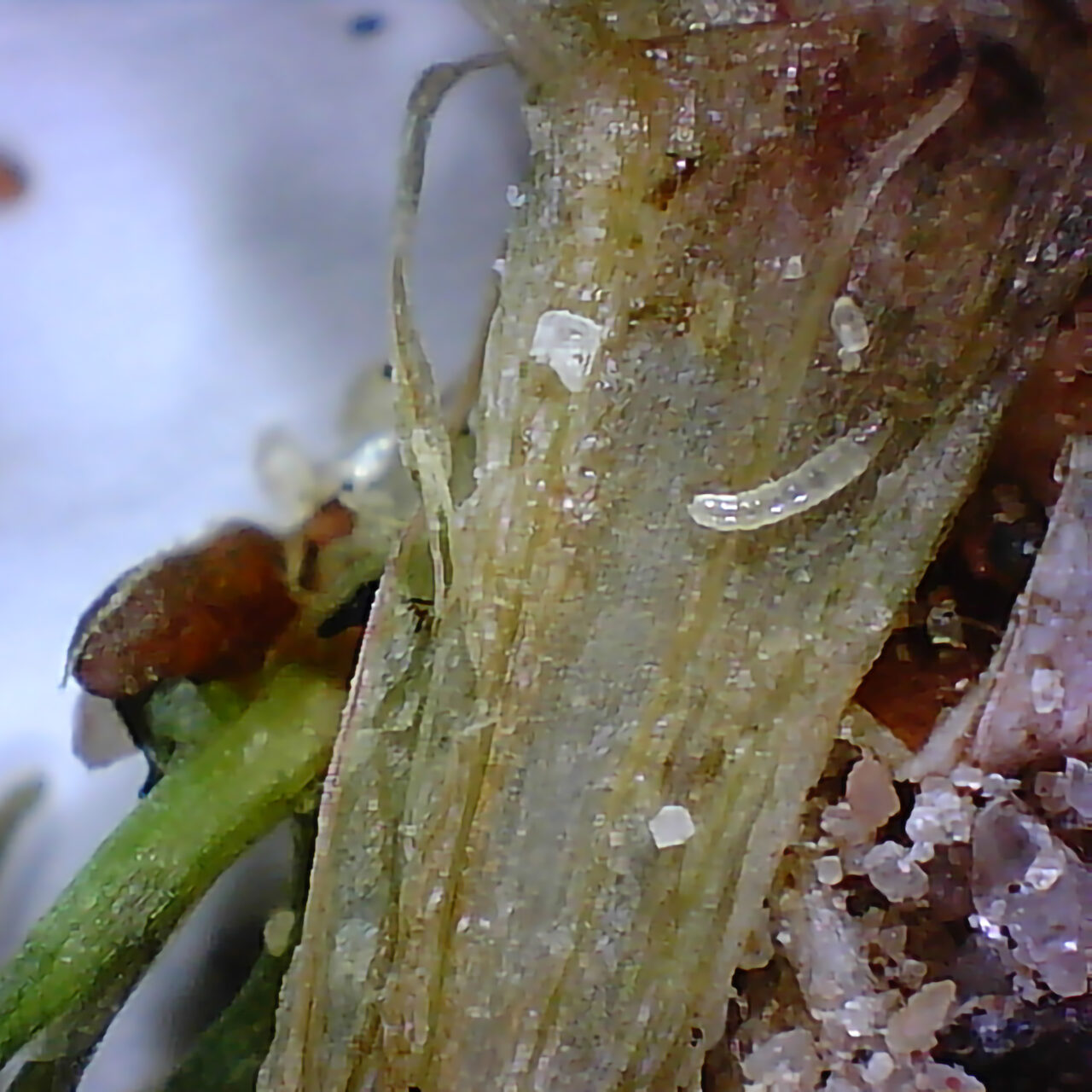 Fritfly maggot close up