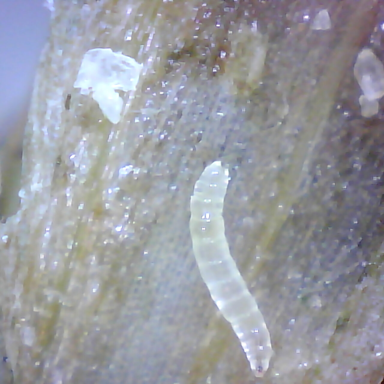 Fritfly maggot close up