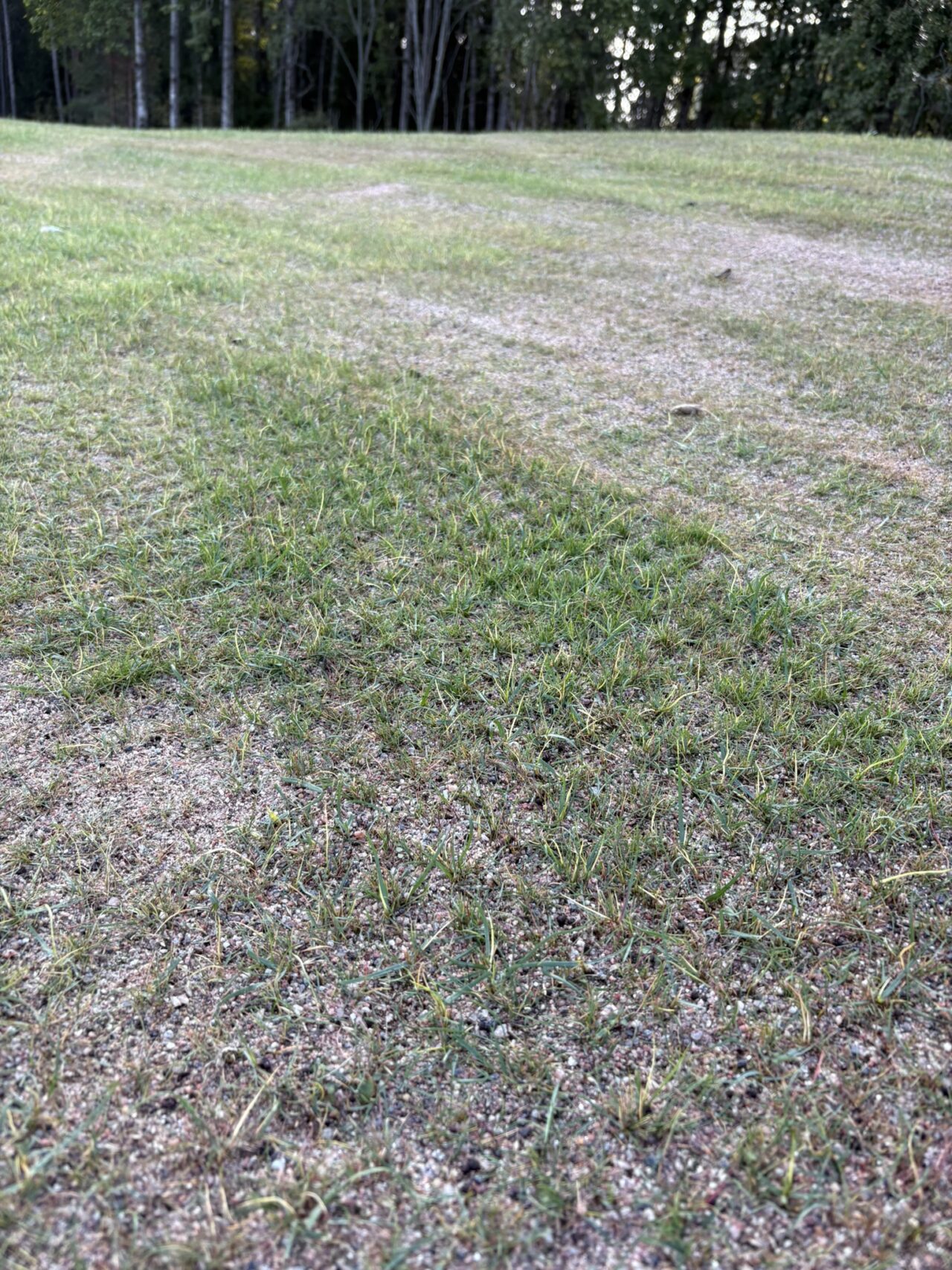 Fritfly damage in Finland 2025. New established turf.