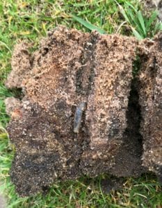 Leatherjacket maggot in aeration hole UK