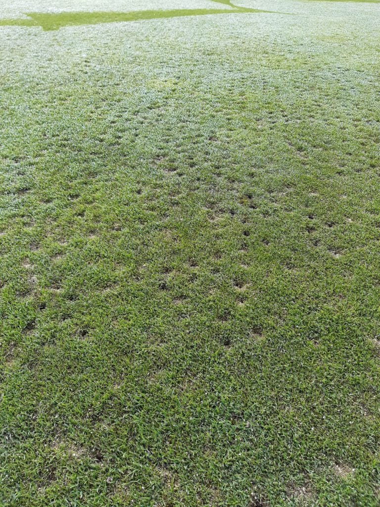 Damage caused by birds while searching for leatherjacket maggots for food.