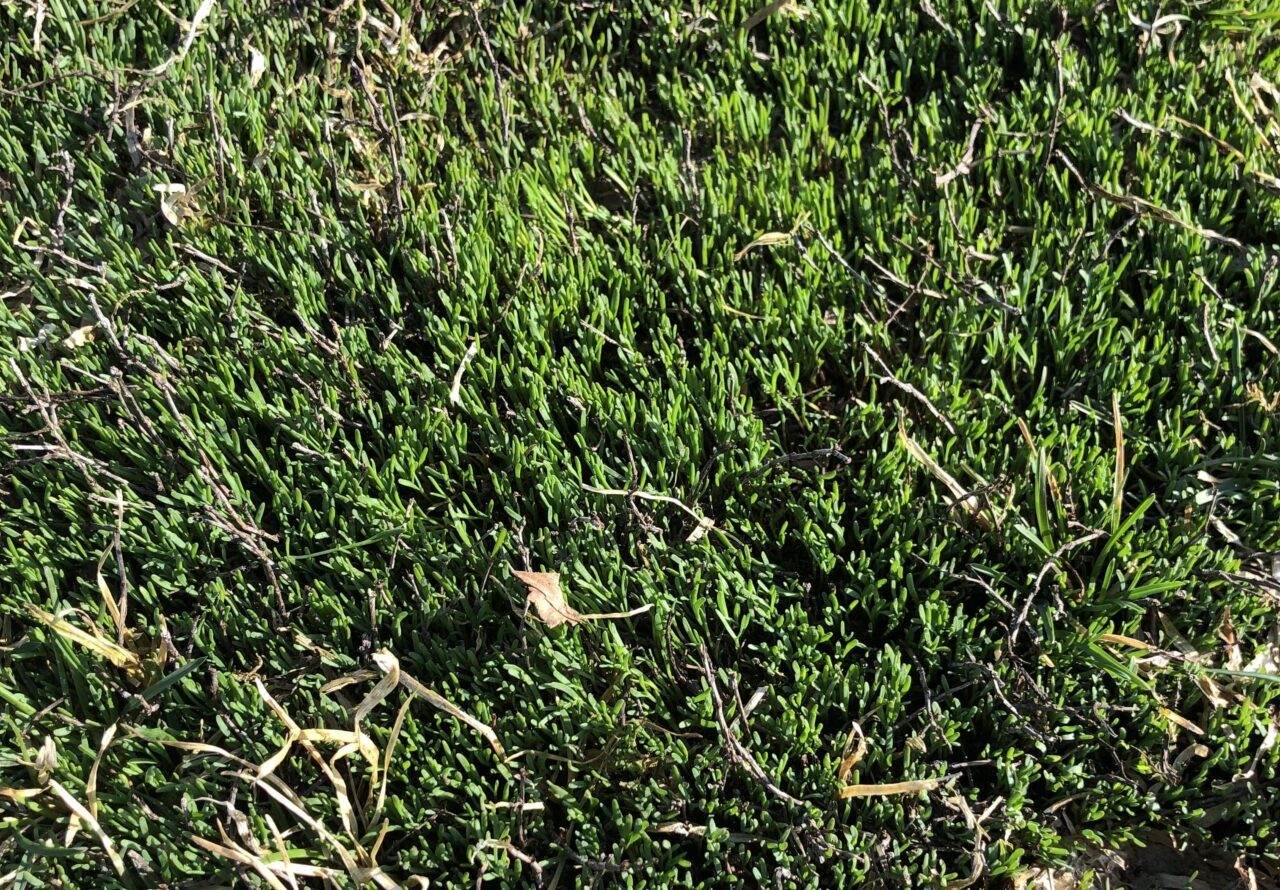 Knotweed