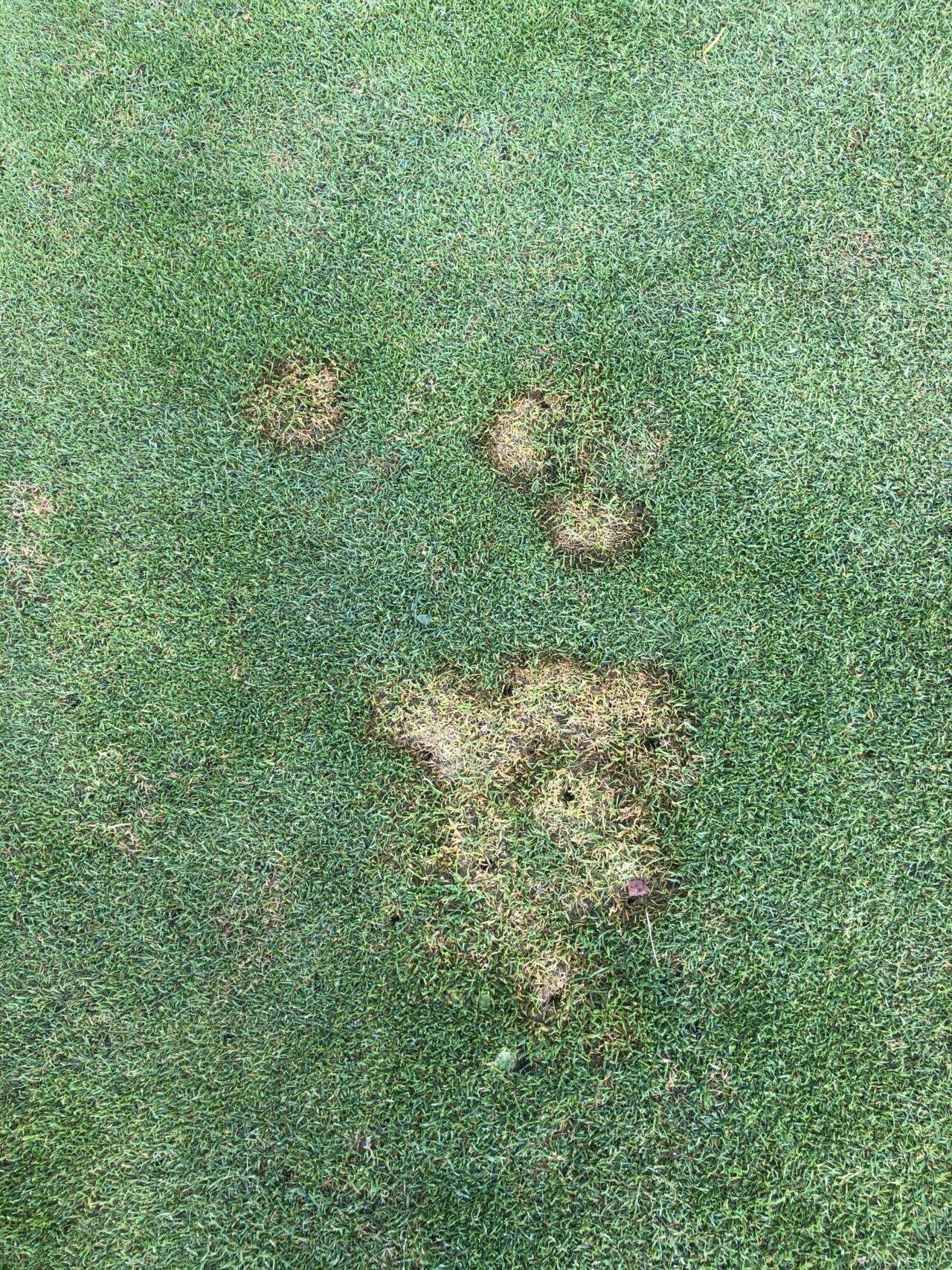 Snowmold 